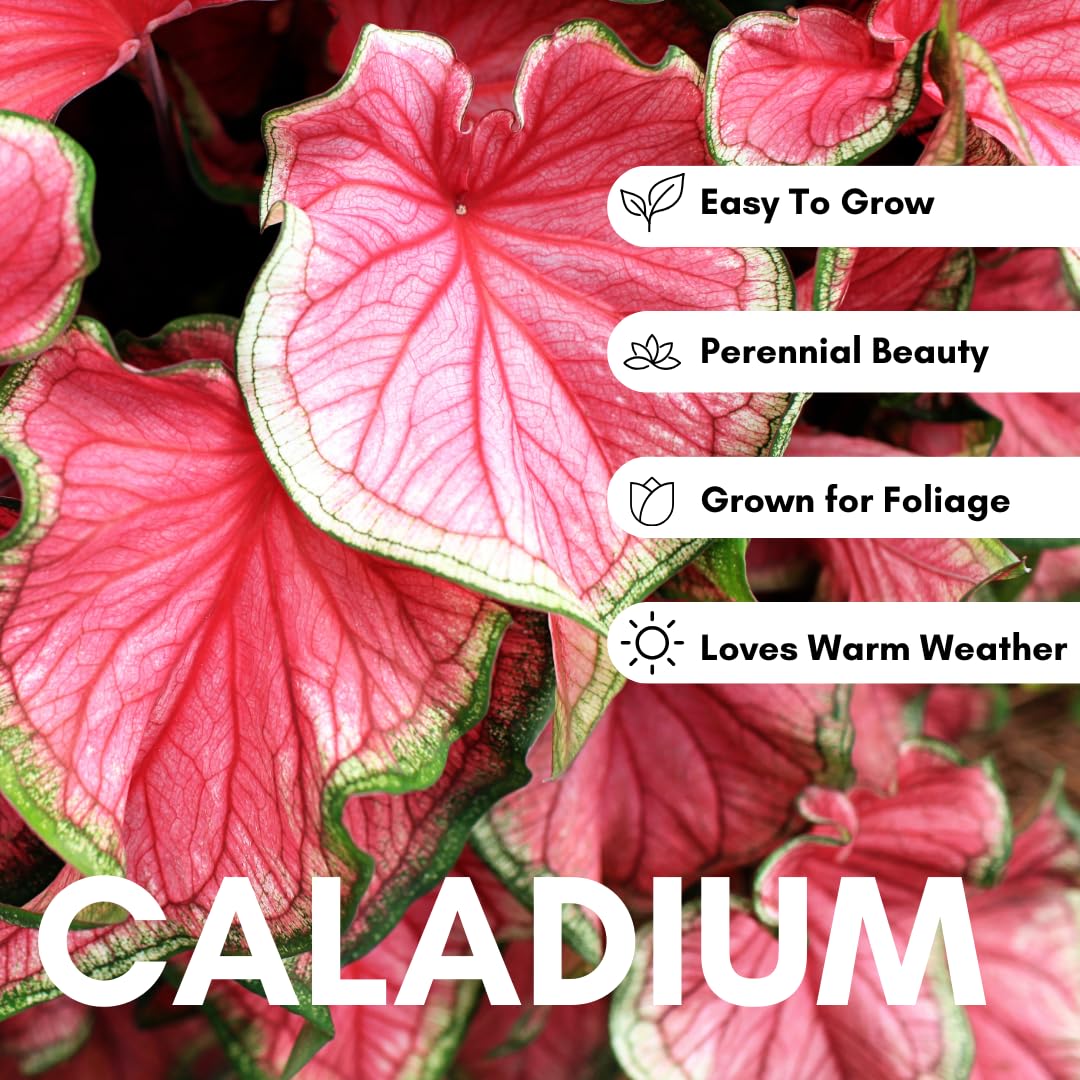 6 Pinky Swear Caladium Bulbs for Planting - Perennial Hosta, Elephant Ears, Fancy (6 Bulbs)