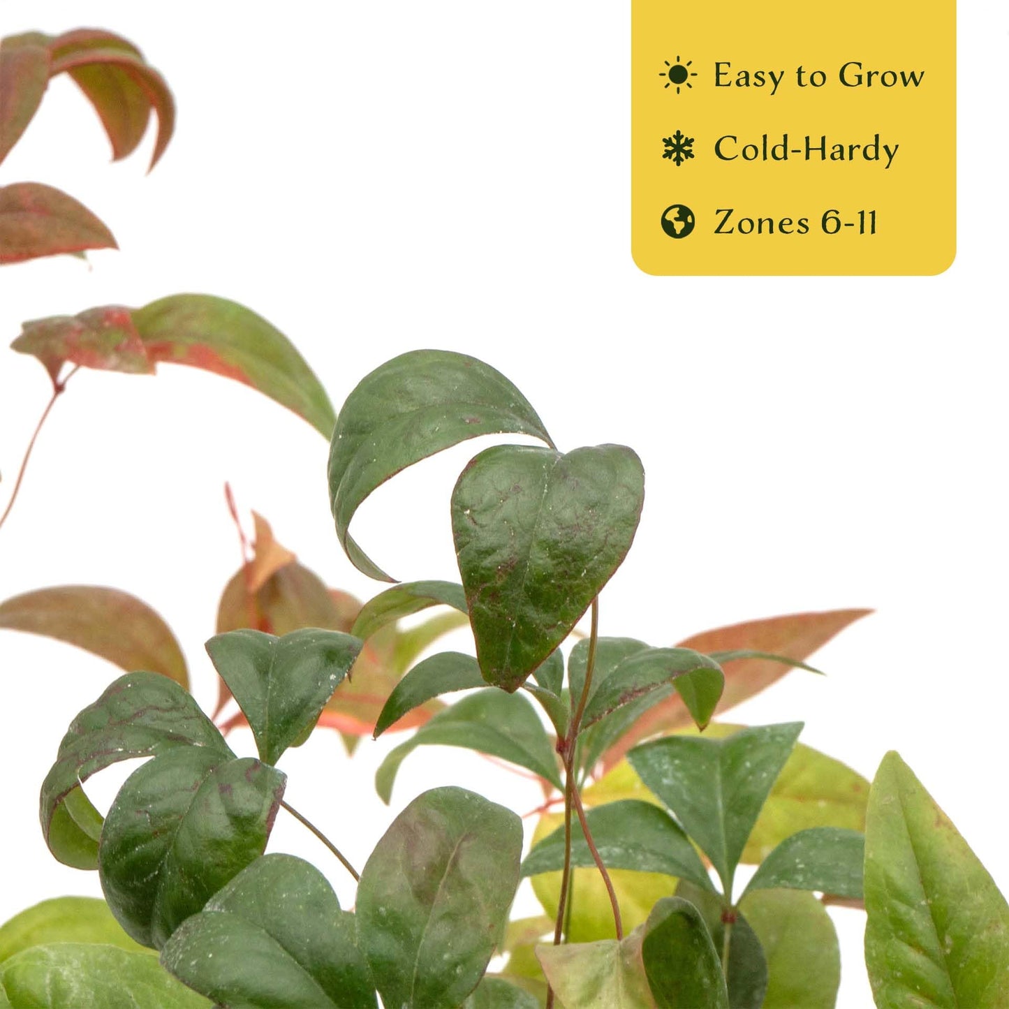 4 Fire Power Heavenly Bamboo in 2.5” Nursery Cubes (Nandina domestica 'Fire Power') | Dwarf Evergreen Shrub with Bright Red Foliage and Compact Growth | Live Starter Plants