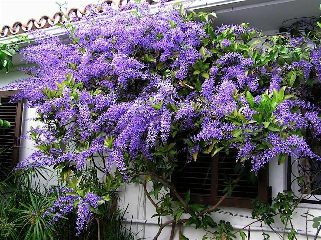 Live Plant - 4" Pot Queens WREATHPetrea volubilisSandpaper Bluebird VineRooted Plant