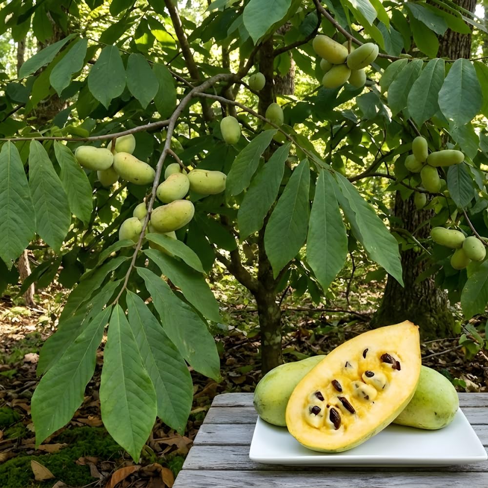 Pawpaw Tree Live Plant for Planting in Quart Pot, 12 to 18 Inch Tall, Easy Care Tropical-Style Fruit Plant for Sunny Outdoor Spots