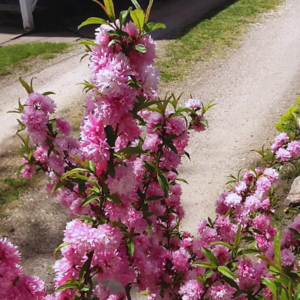 Flowering Almond Plant Tree Live, Flowering Plum Bush Live Ornamental Plant Double Pink Flower, 7 to 12 Inc Tall, Quart Potted