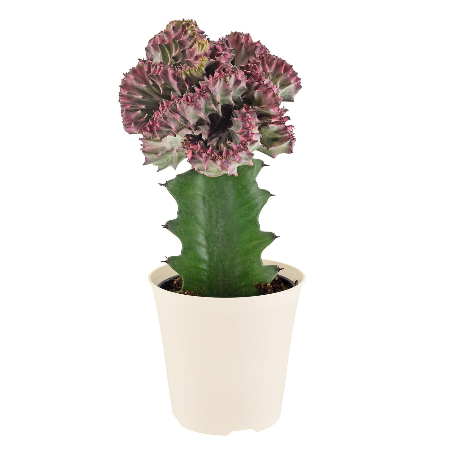 Arcadia Garden Products Live Mermaid Tail Cactus Indoor Houseplant in Plastic Pot, Euphorbia lactea Cristata Crested Coral Succulent Plant Gift for Home and Garden Decor, 4-inch, Light Purple