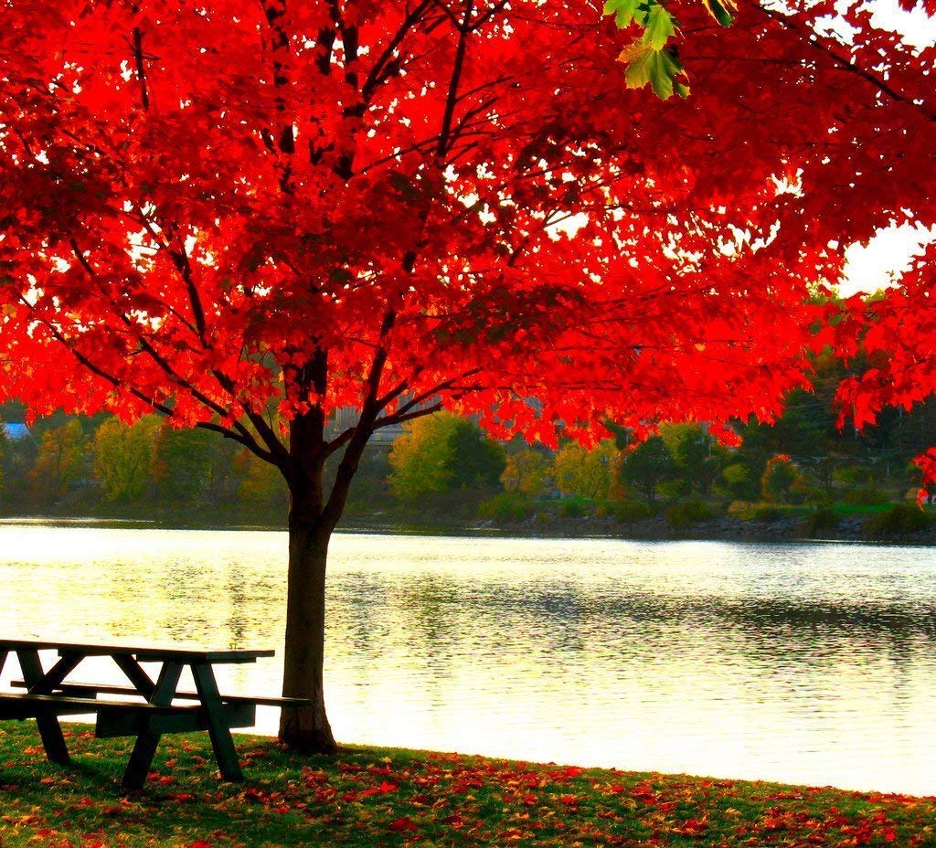 Large American Red Maple Shade Tree - Live Plant Shipped 5 to 6 Feet Tall by DAS Farms