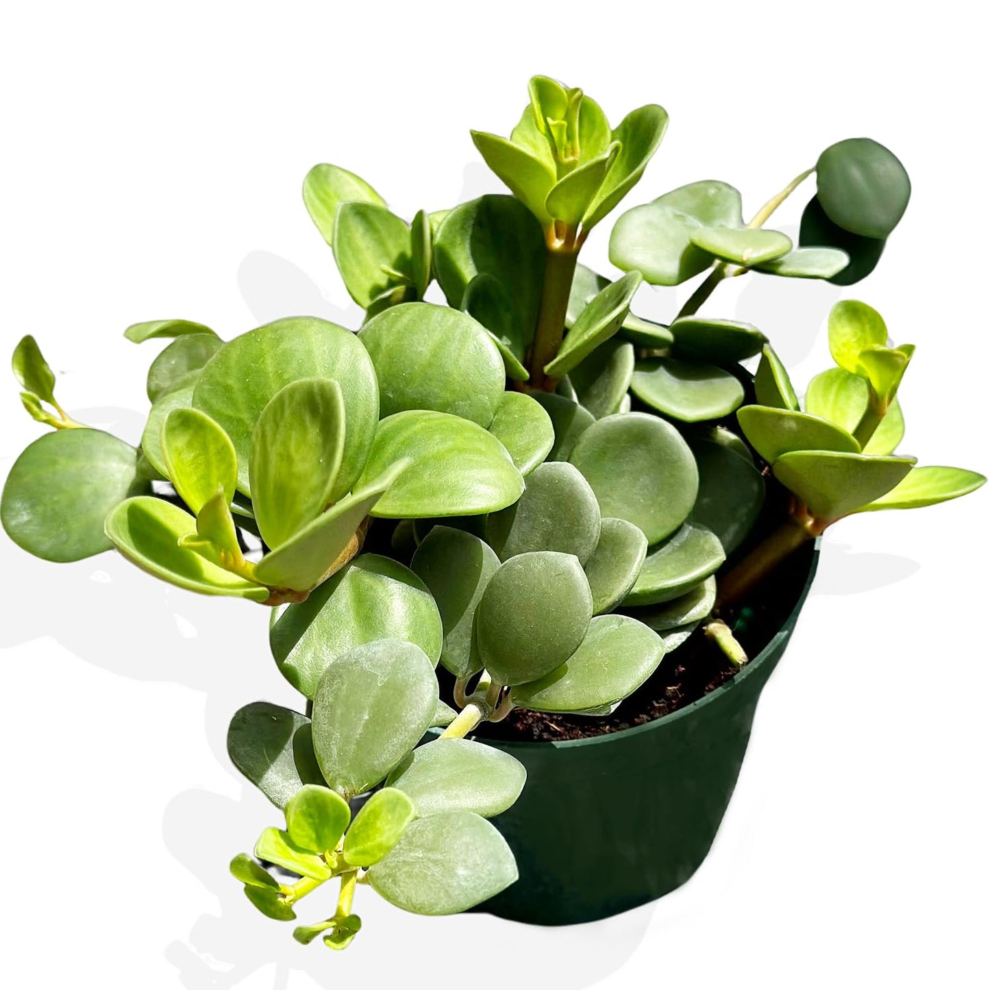 Peperomia Live Plant in 4" Pot - Peperomia Hope Live Plant - Natural Air Purifier Indoor HousePlant - Live Plants for Home Office Wedding Decor & Birthday Gift (Heat Pack Included)