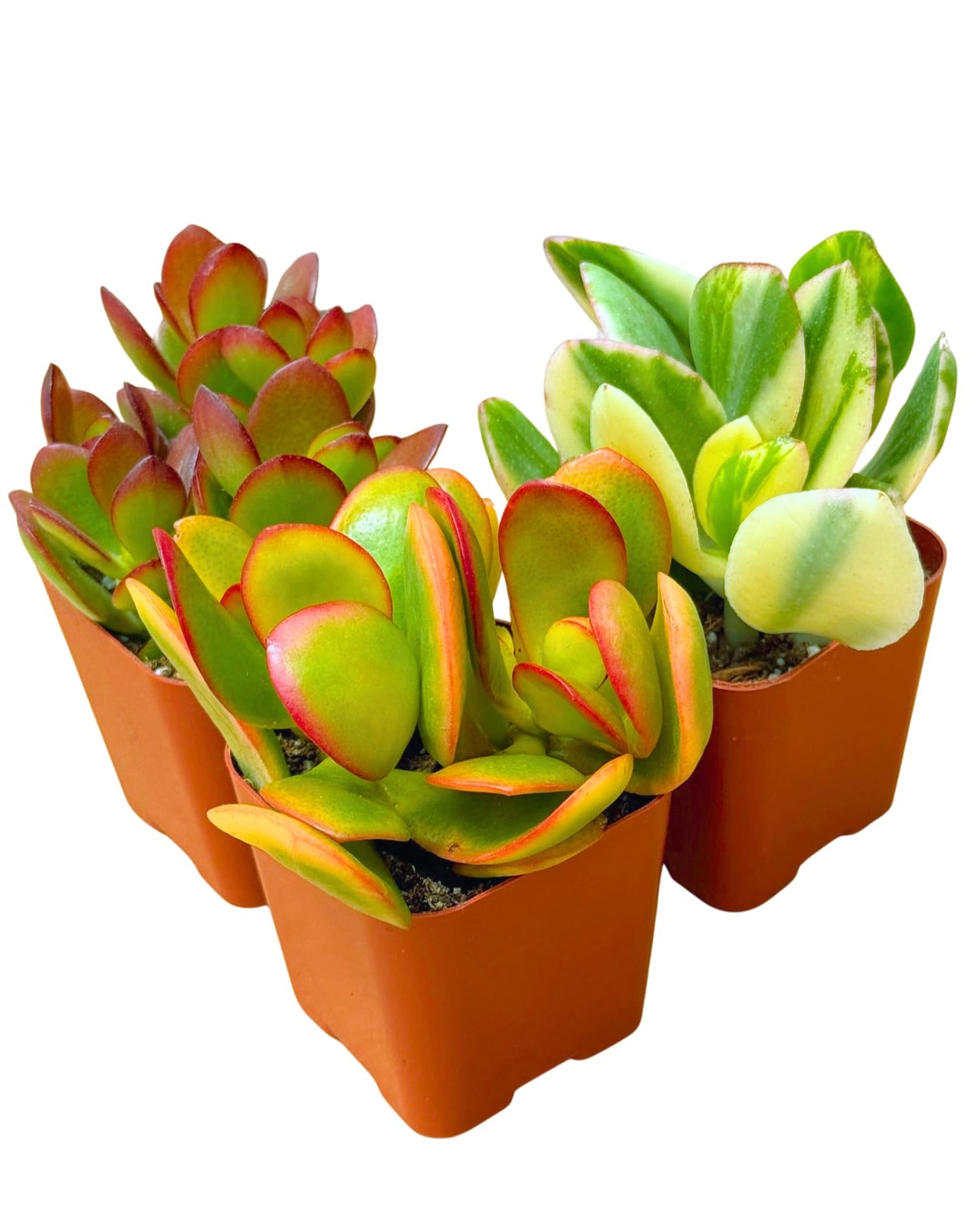 Succulents Plants Live Jade Plant 2" 3-Pack Mystery Collection, Live Jade Plant Starter Collection, Live Succulent Plants in Grower Pots with Succulent Soil Mix by The Succulent Cult