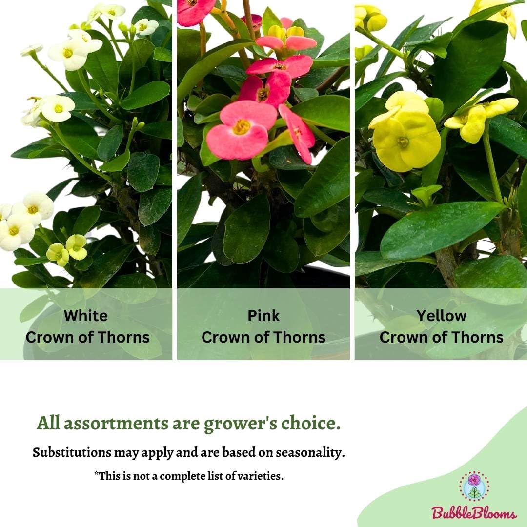 BubbleBlooms Crown of Thorns, Euphorbia milii Assortment, Set of 3 in 4 inch pots, Crown-of-Thorns Plant, Christ Thorn