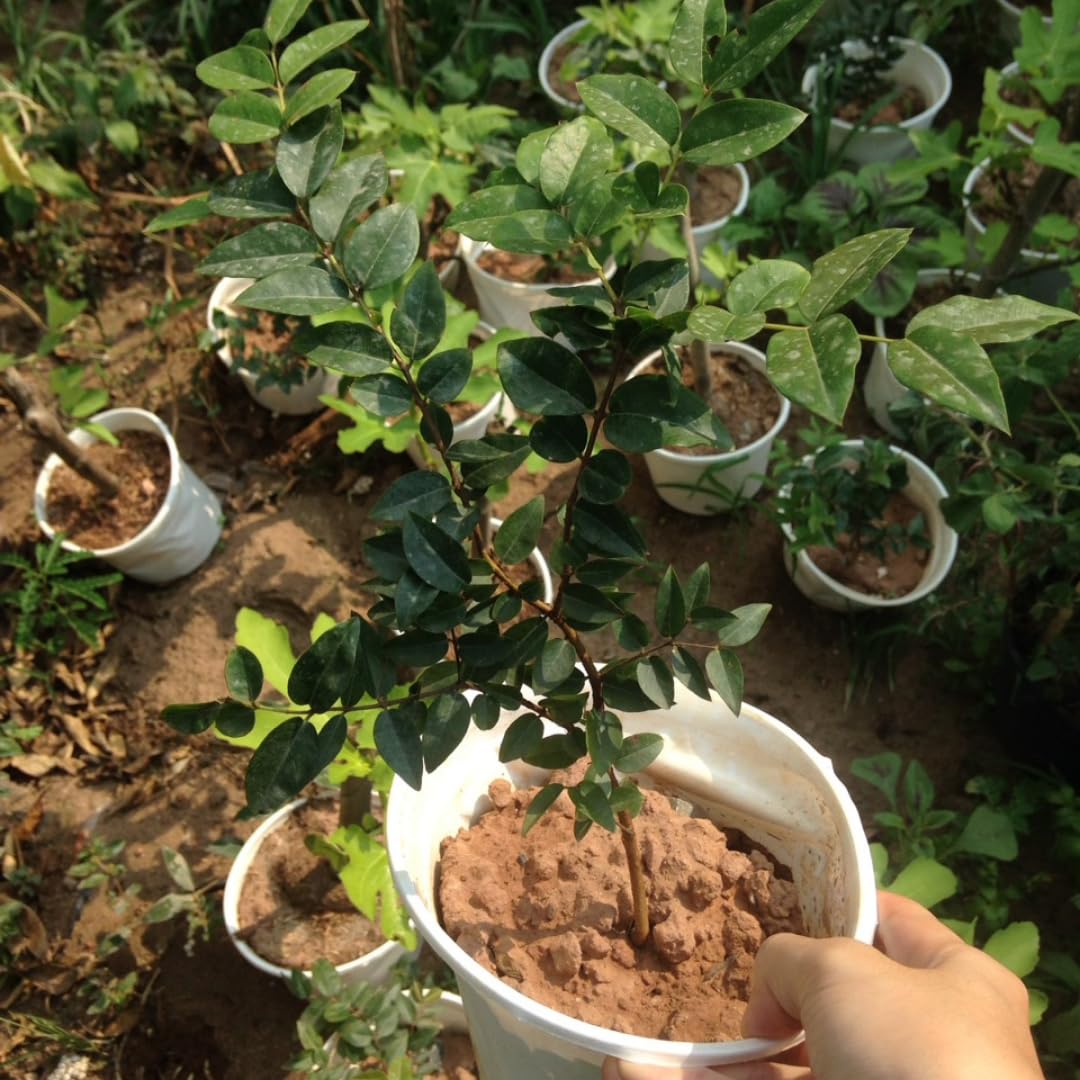 1 Feet Black Jaboticaba Tree Live Plant Well-Rooted and Fast-Growing Brazilian Jabuticaba Grapetree, No Pot, 1 Years Old Ready for Outdoor Spring Planting