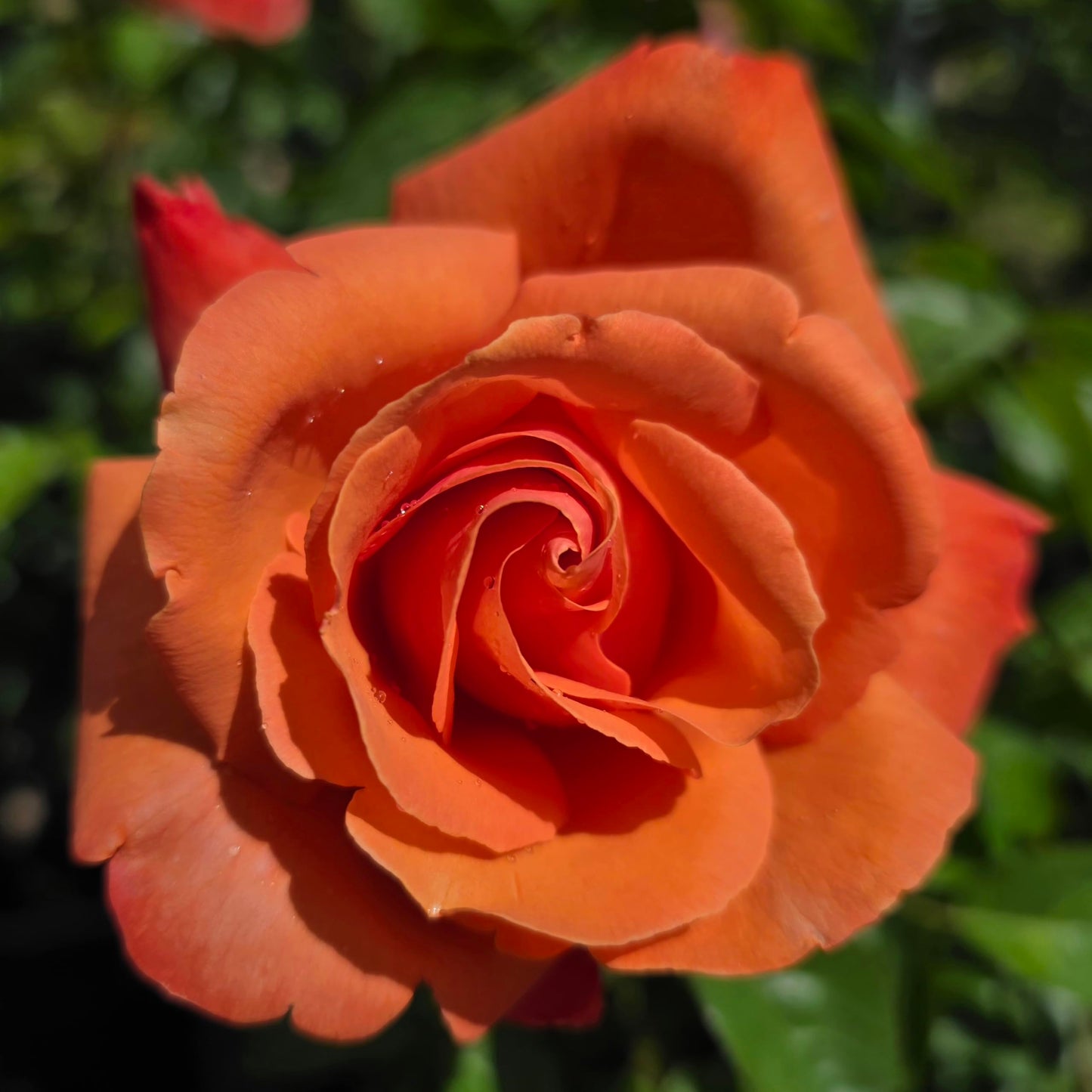 Ma Cherie Roses - Royal Dane Rose Bush Ready to Plant, 2 Quart Potted Live Rose Plant, Apricot Orange Rose, Plant Gifts