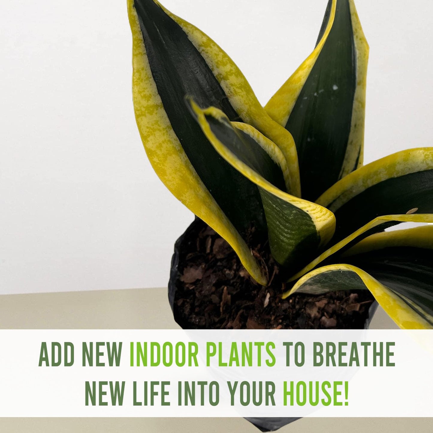 LEAL PLANTS ECUADOR Sansevieria Black and Gold (Pack of 2)| Natural Indoor Décor | Low-Maintenance Air-Purifying Plant | Snake Plant | Bowstring Hemp | Indoor Snake Plant | Sansevieria Plant Live