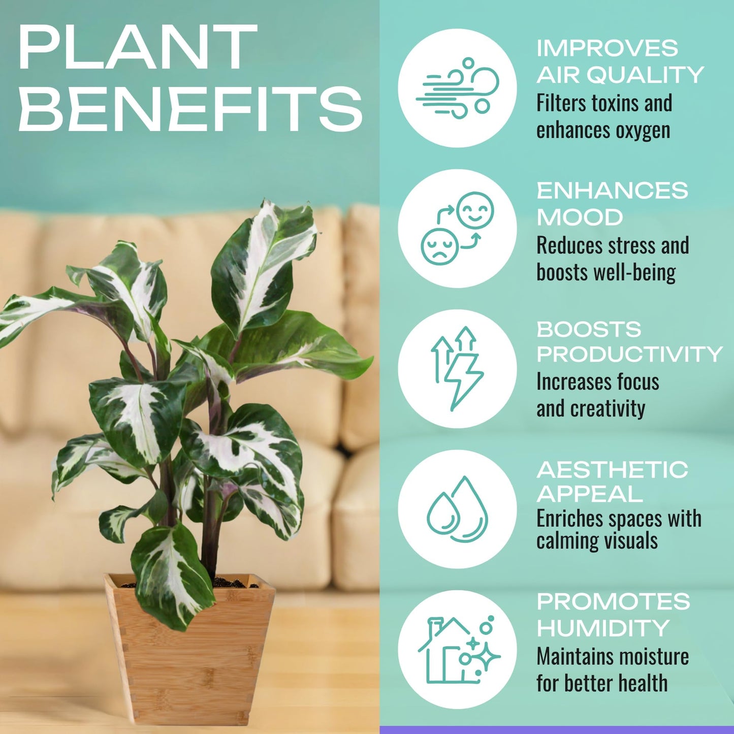 CoollectivePlants 2" Calathea Live Plant Collection (4-Pack) – Assorted Indoor House Plants in Grower Pots, Easy Care Tropical Houseplants, Pet Friendly Indoor Plants for Home or Office