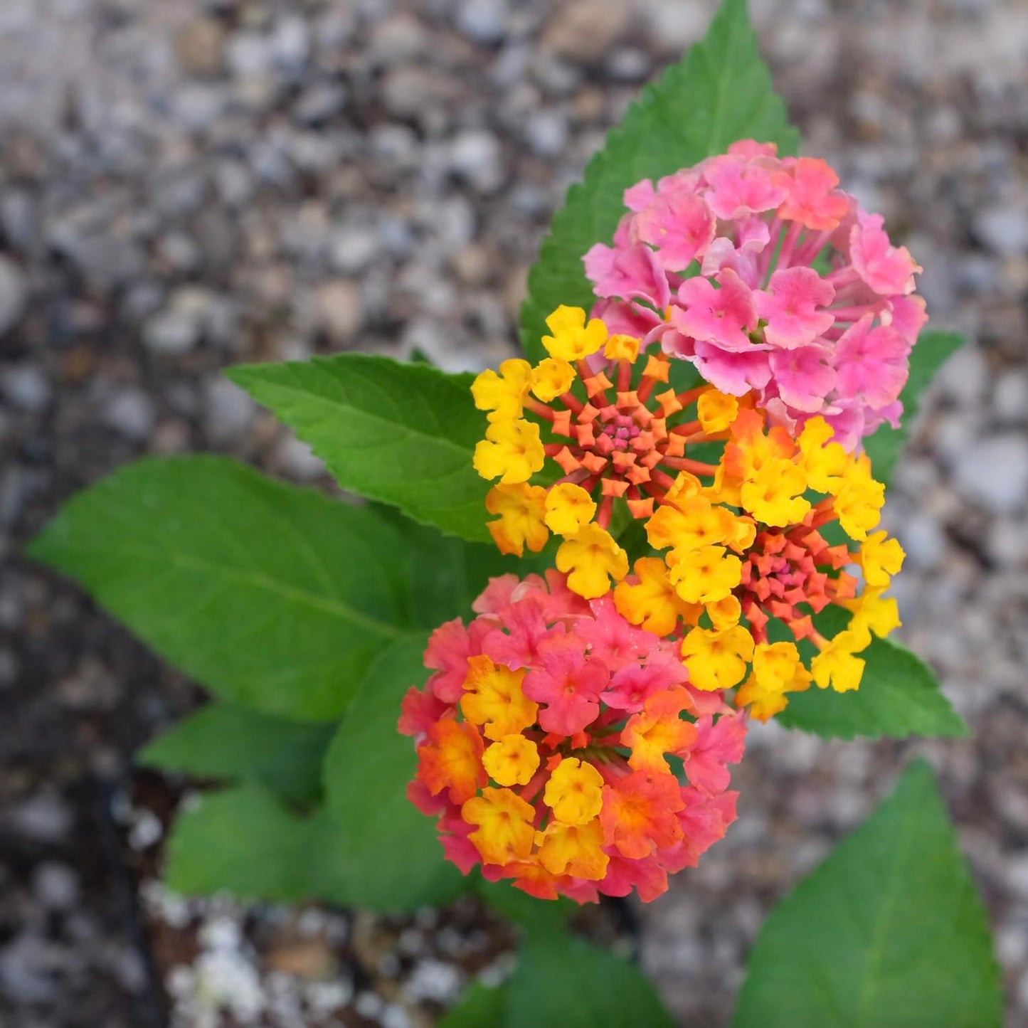 Lantana Plants Live - Confetti Pack of 3 Lantana Live Plants for Planting - 4-6 Inches Tall - Attracts Butterflies, Ideal for Containers, Easy Maintenance