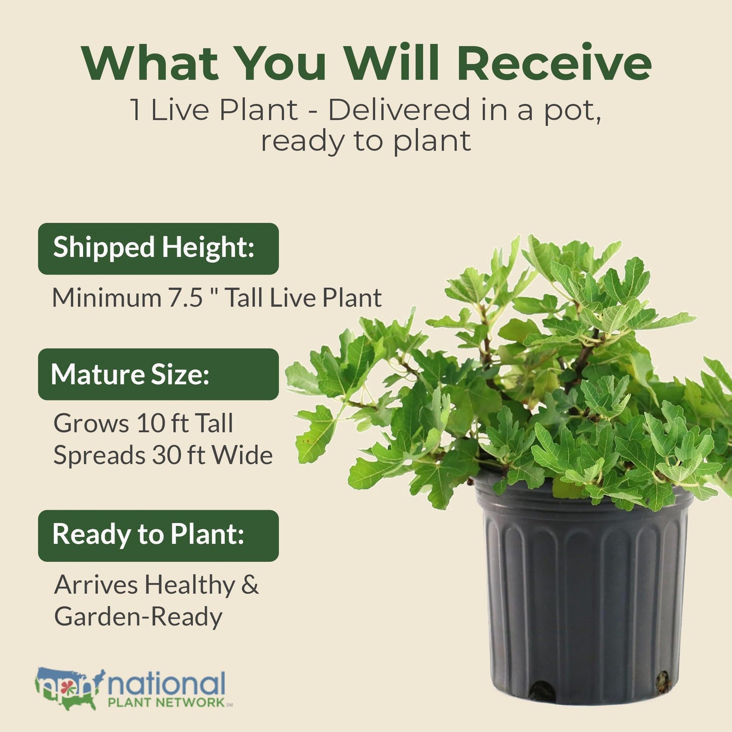 Black Mission Fig Plant - Sweet Year Round Harvest in 1 Gal Growers Pot - Grows Upto 10-30' - Easy to Grow Fruit Trees for Pots and Gardens (1 Count)