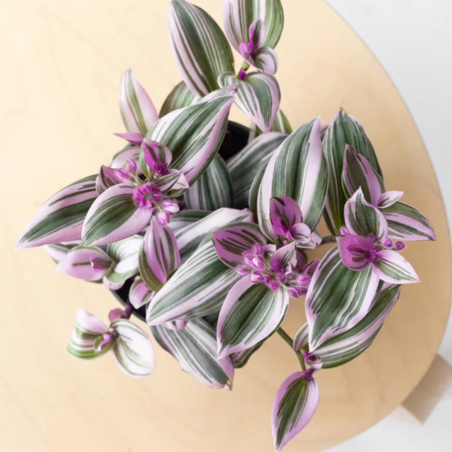 Wandering Jew Live Plant, Pink Wandering Jew Plant Live Houseplants, Wandering Jew Live Plant Indoor