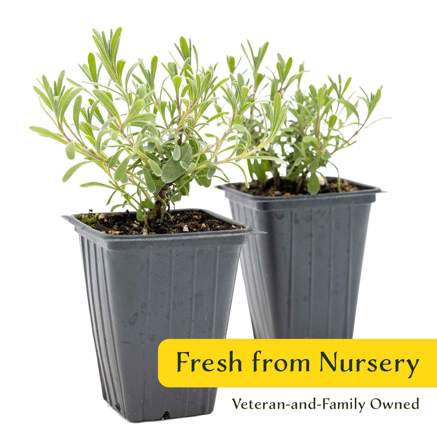 2 Super Blue Lavender Plants (Lavandula angustifolia 'SuperBlue') | Live Evergreen Herb with Fragrant Purple-Blue Blooms | Fast-Growing Perennial for Pollinators & Landscaping in 3.5" Cubes