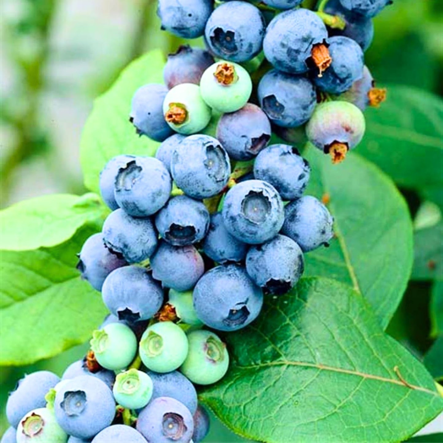 1 Blueberry Bush Live Plant, Blueberry Plant Live for Planting Outdoor, 5-9 Inch Blueberry Fruit Trees, No Pot (Emerald Blueberry)