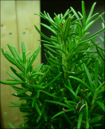 Large Rosemary herb Plant in a one and a Half Litre Pot, Upright Evergreen Plant