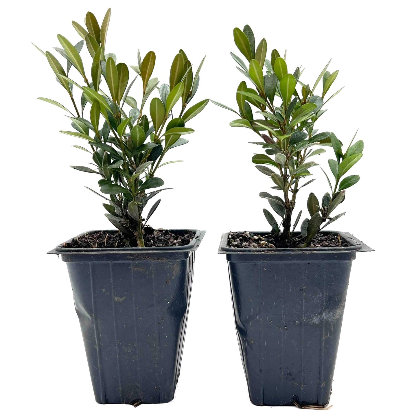 2 Green Gem Boxwood – Compact Rounded Evergreen Shrub for Low Hedges, Borders & Container Planting (Buxus sempervirens ‘Green Gem’) in 3.5″ Cubes, Live Plants