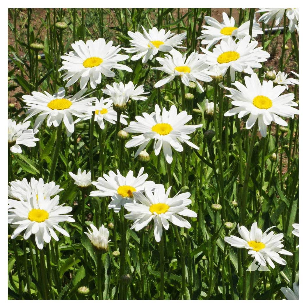 Alaska Shasta Daisy - Perennial, Full Sun Daisy Chrysanthemum - 5,800 Seeds - 30" Tall