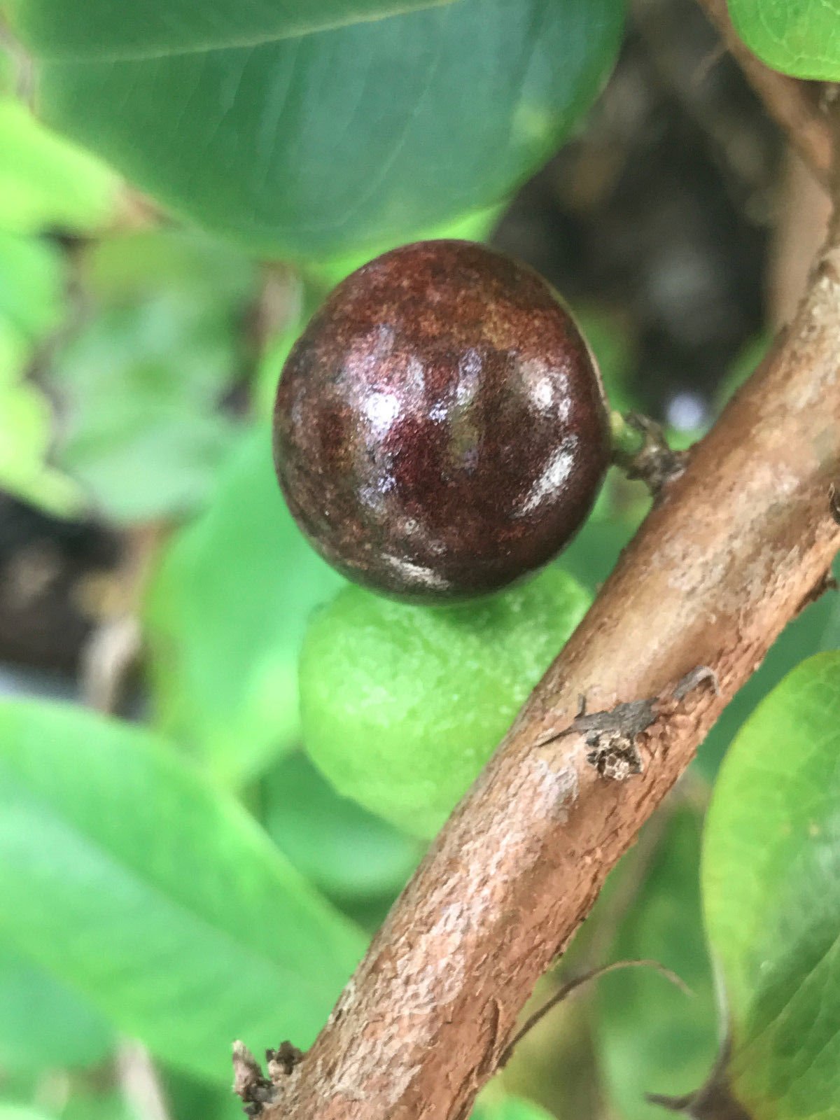 Red Hybrid Jaboticaba Myrciaria Plinia cauliflora x aureana Fruit Tree Plant