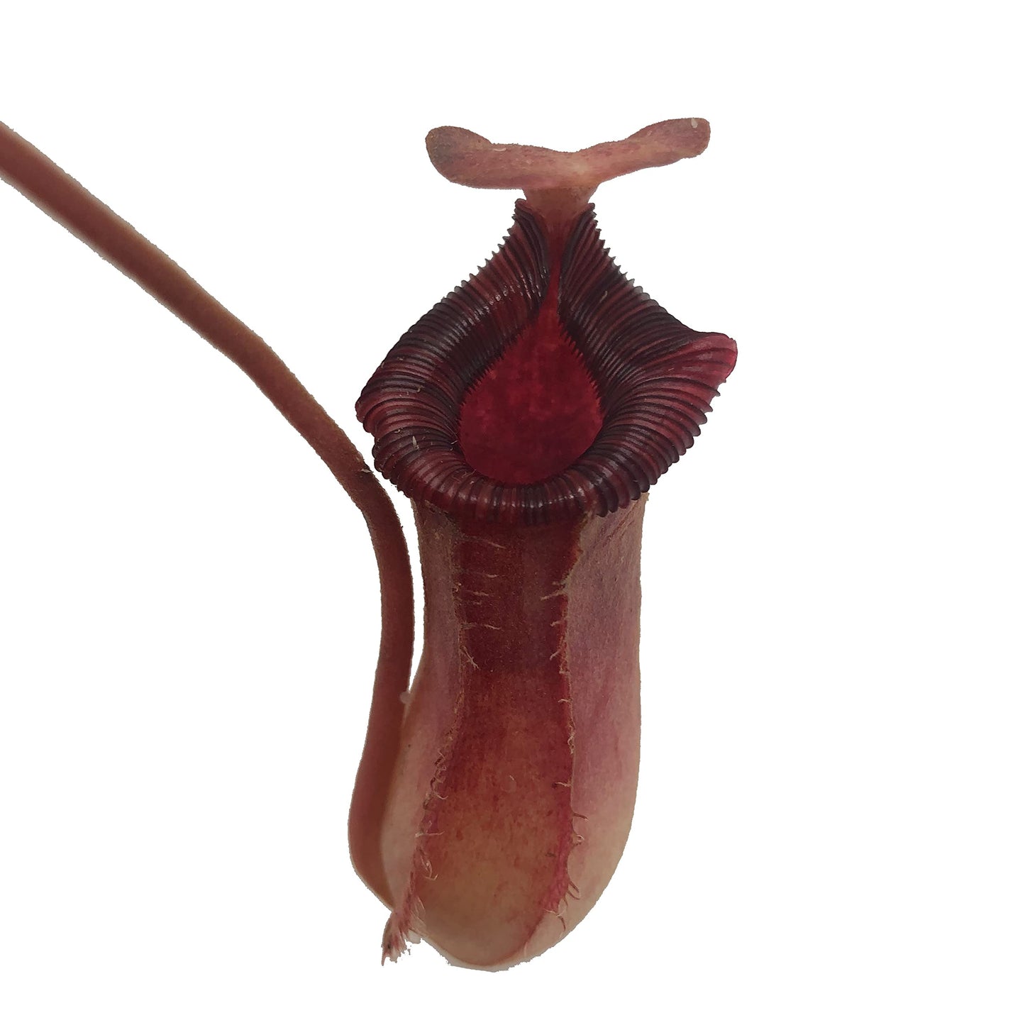 Set of 3 Nepenthes Carnivorous Pitcher Plants in 2” Pot (Briggsiana, Rebecca Soper, and Ventricosa X Ampullaria 'Black Miracle')