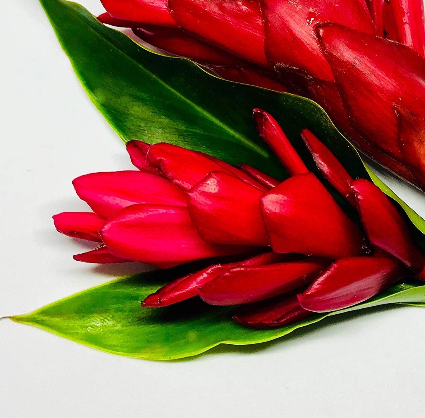 Dwarf Red Ginger Live Plant - Alpinia purpurata - Premium Indoor/Outdoor Tropical Flora - by Wellspring Gardens - Perfect for Garden Enthusiasts, Ginger Plant and Live Plant Collections