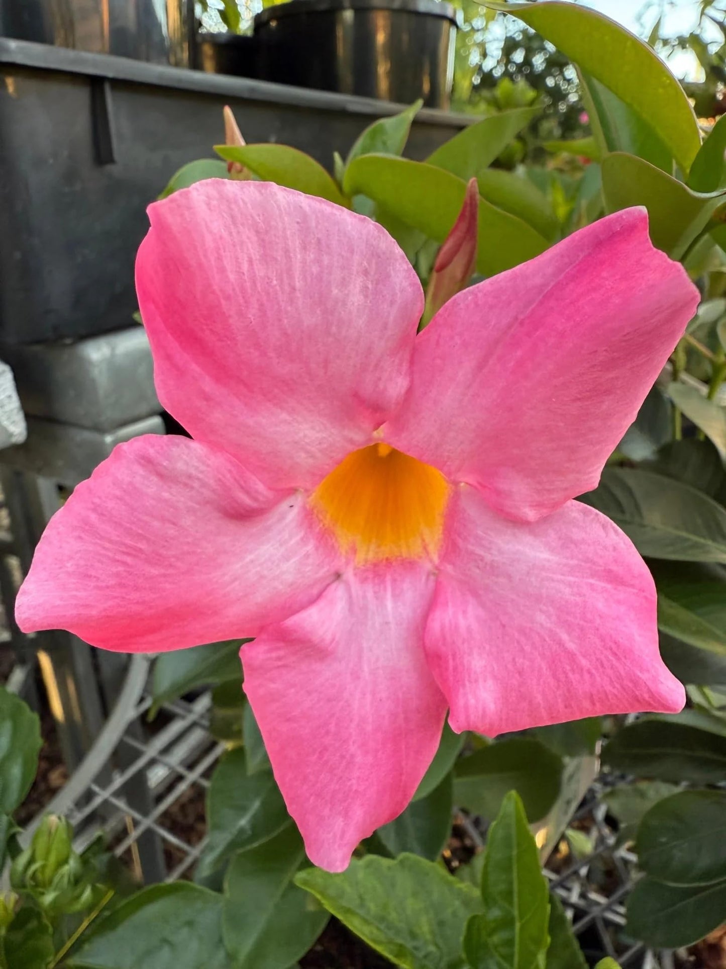 Mandevilla Pink Fury Live Plants (5-9") - Pack of 2 (Two) - Hot Pink Rocktrumpet Vine - Heat Tolerant Tropical Climber - Fast Growing Patio Container Garden - Hummingbird Magnet