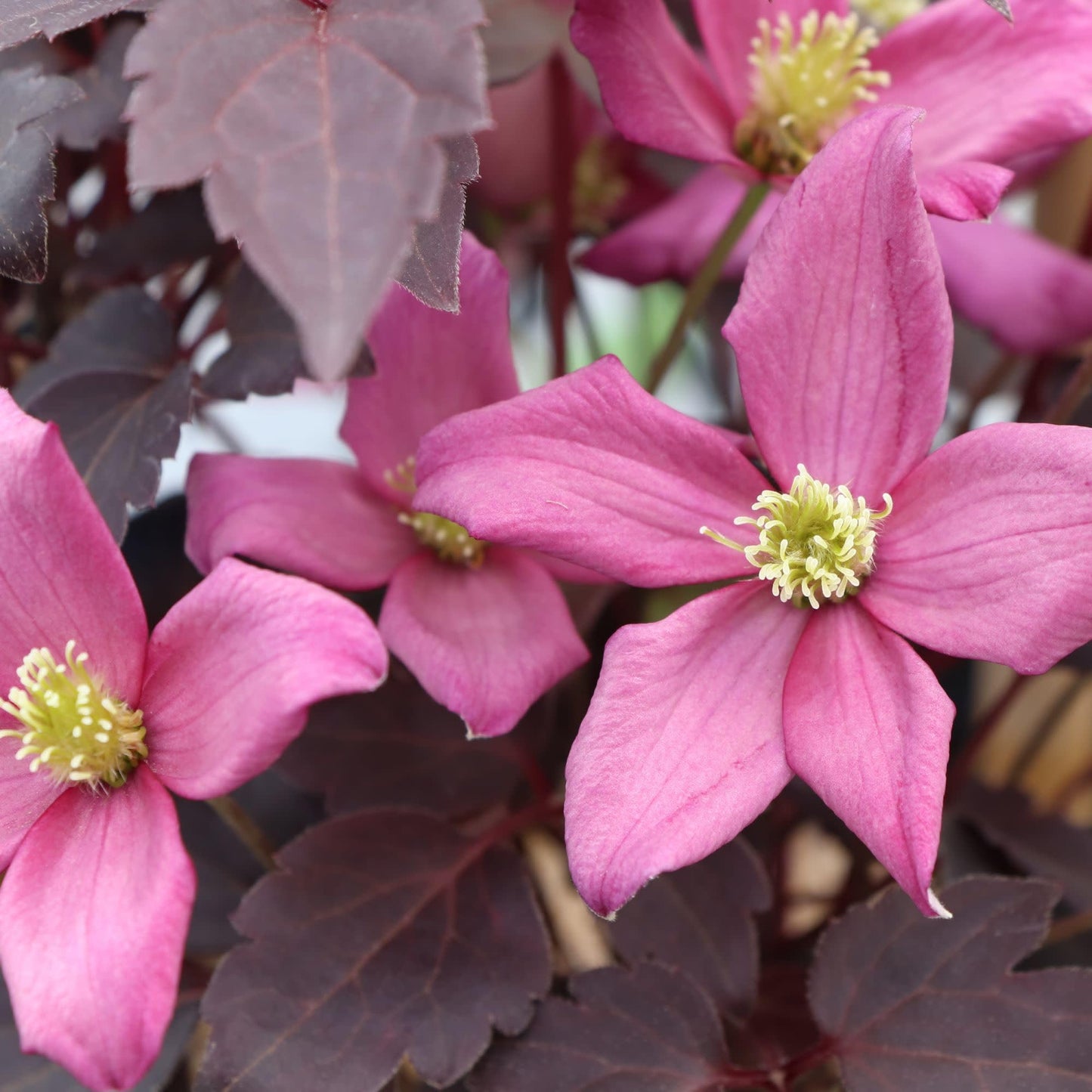 Proven Winners Moongate Mocha Anemone Clematis (Clematis Montana) Live Plant, 4.5" Qt, 4 Pack