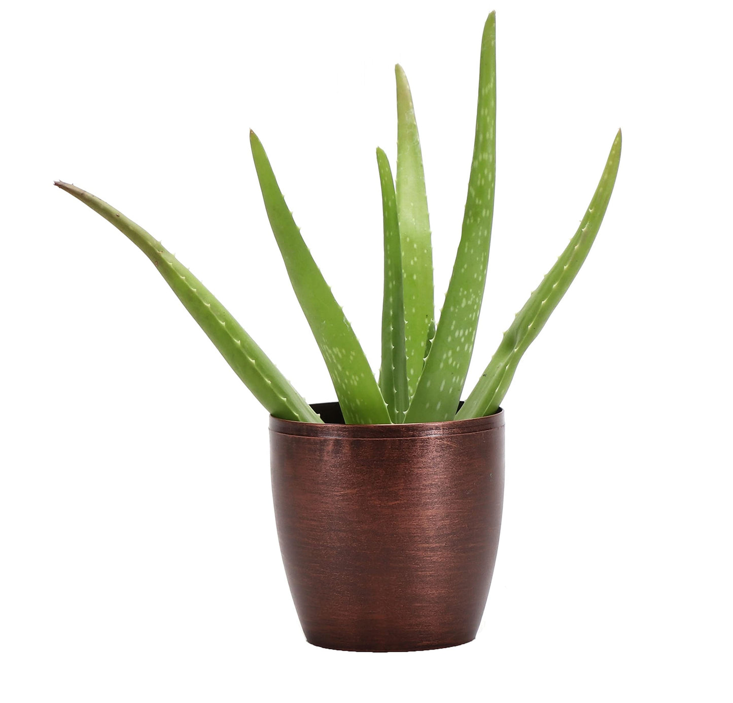 Thorsen's Greenhouse Aloe Vera, Live Indoor Plant, Aloe barbadensis, Easy to Grow, Succulent, Natural Air Purifier, 4" Diameter Pot (Copper)