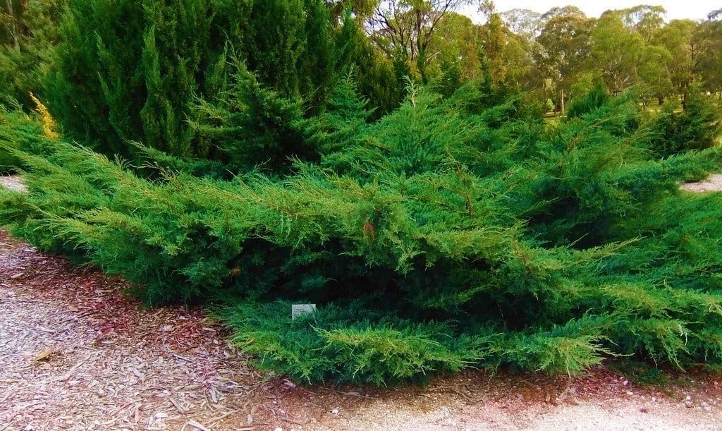 Seagreen Juniper | 3 Extra Large Trade 3 Gallon Plants | Elegant & Hardy Evergreen Shrub, Perfect for Ground Cover, Landscaping, Topiary & Bonsai, Vibrant Foliage for Garden & Outdoor Spaces