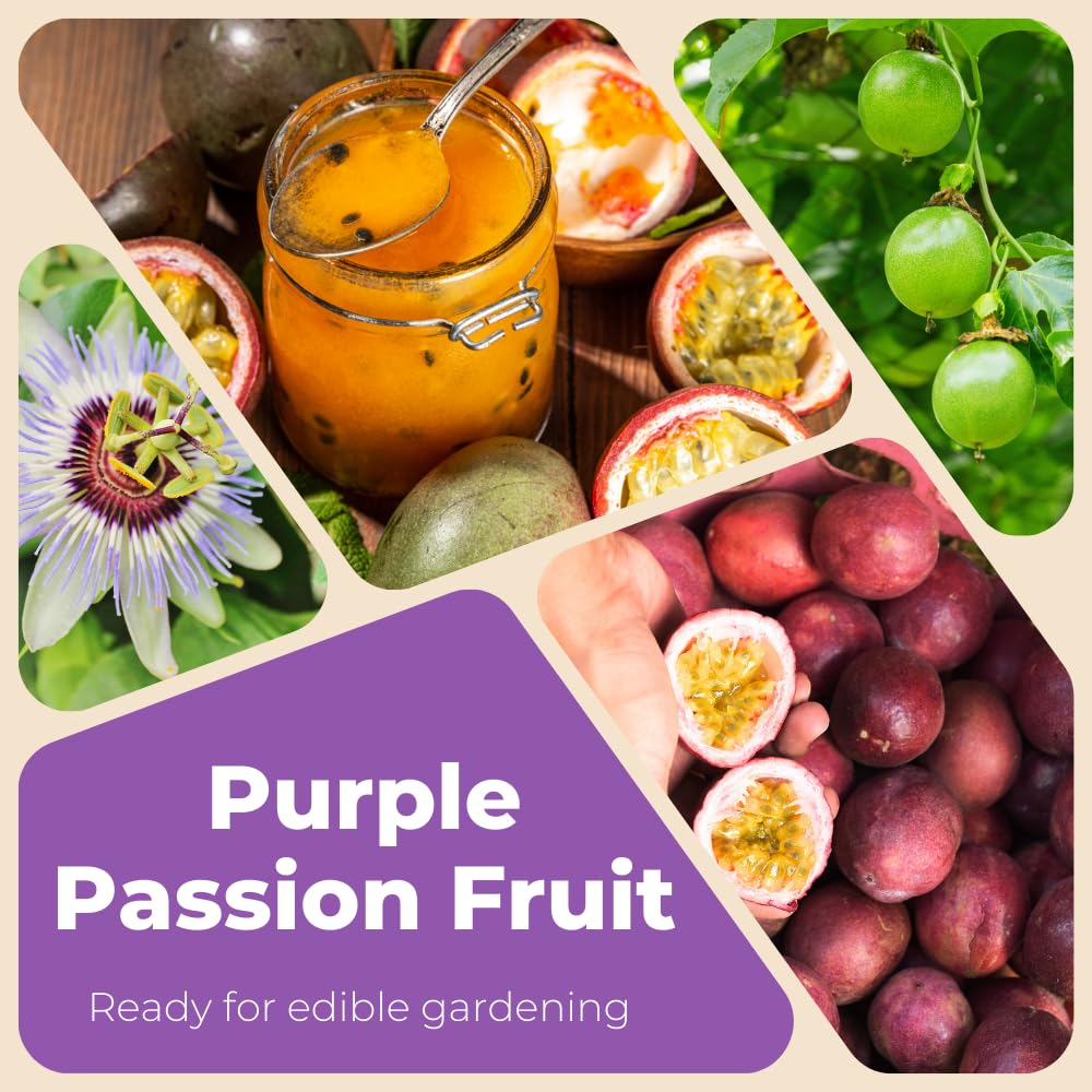 Passion Fruit Plant Live, Fragrant Passion Fruit Tree Live Plant, Edible Fruit Bearing Vine, Perennial Tropical Plant for Outdoor Gardening, 4-6 Inches Tall (Purple Passion Fruit)
