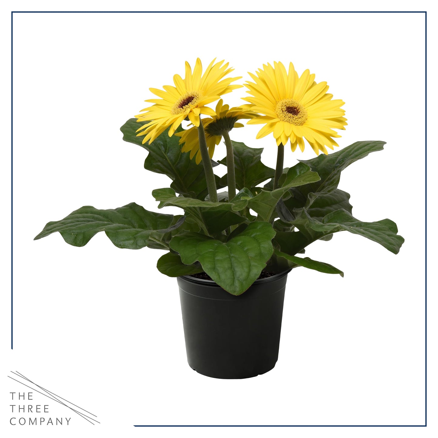 Live Flowering Gerbera Daisies - Grower's Choice Assorted Colors (3 Plants Per Pack) - Beautiful Spring Flowers - 12" Tall by 5" Wide in 1 Qt Pot
