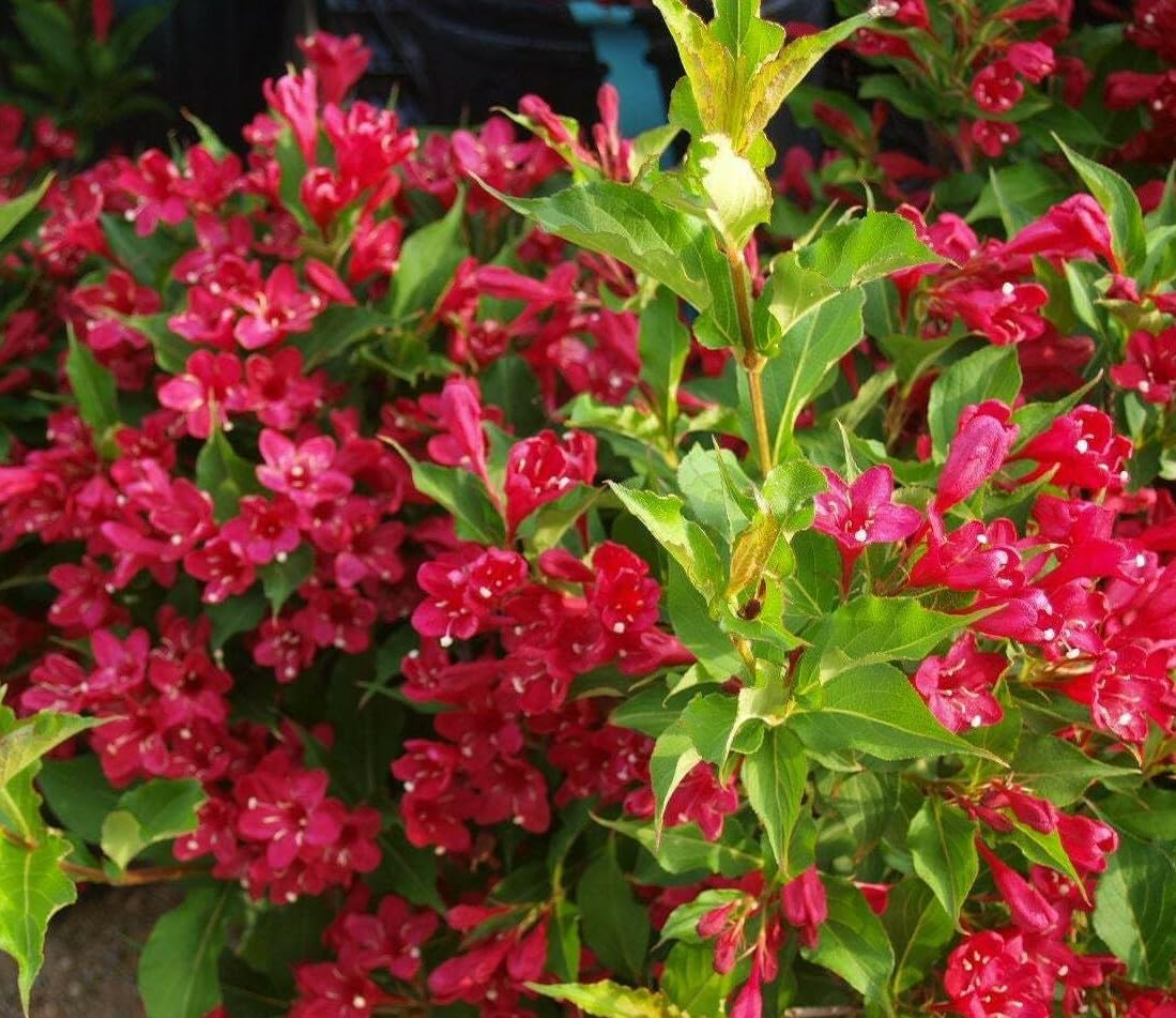 Live Plant - Ruby Red Weigela Shrub - Live Potted Plant - 6-12" Tall, 4" Pot - Weigela rubrun