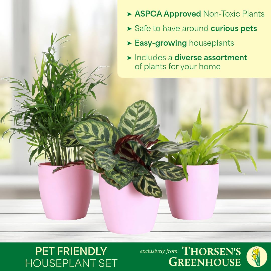 Thorsen's Greenhouse Live Pet Friendly Indoor Houseplants, Live Plants, Safe for Pets, 4" Diameter Pot, 3-Pack (Natural)
