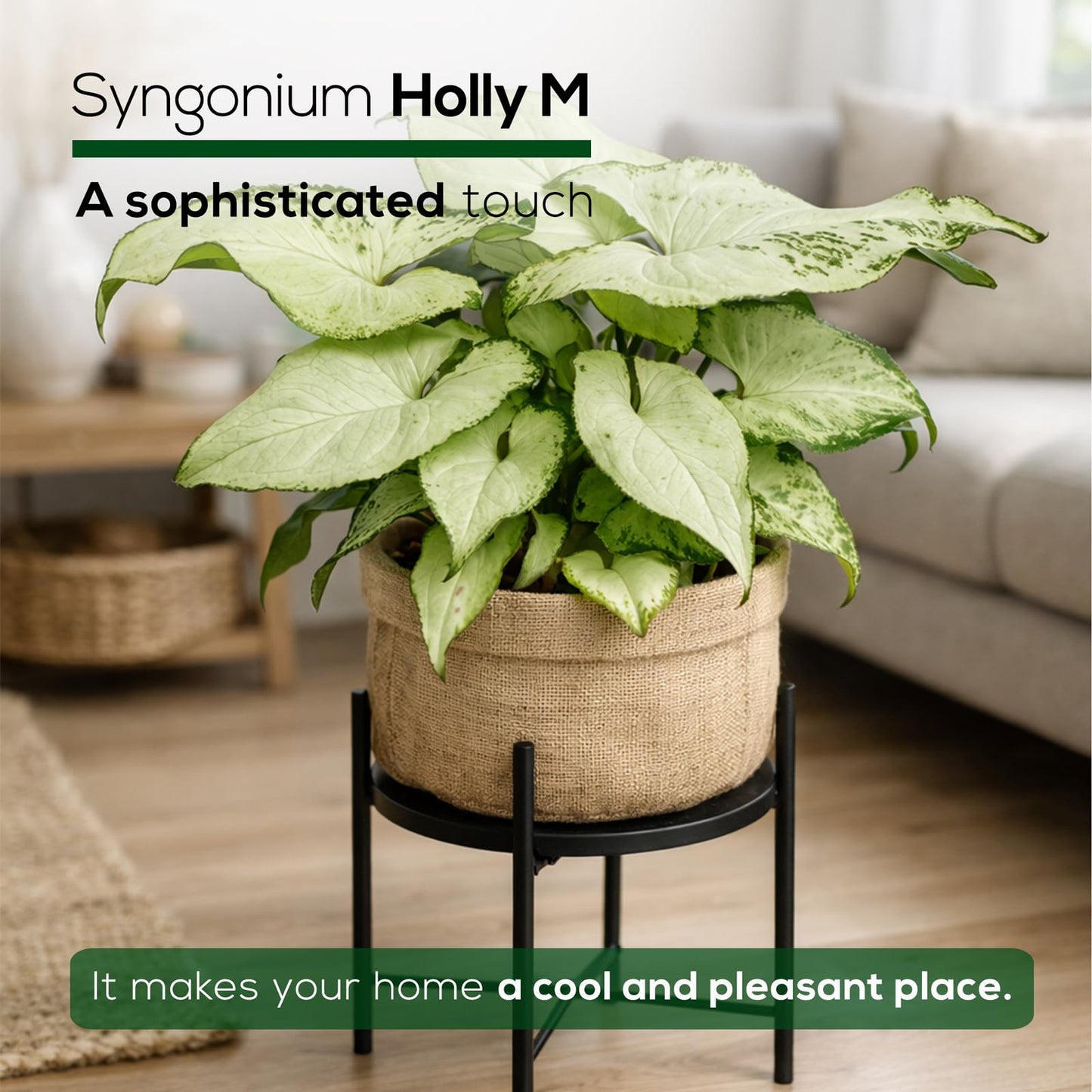 Syngonium Holly M (4 Pack) Live Starter Plants, Variegated Arrowhead Vine Houseplants, Easy Care Indoor Tropical Plants Live, Decorative Foliage Plants