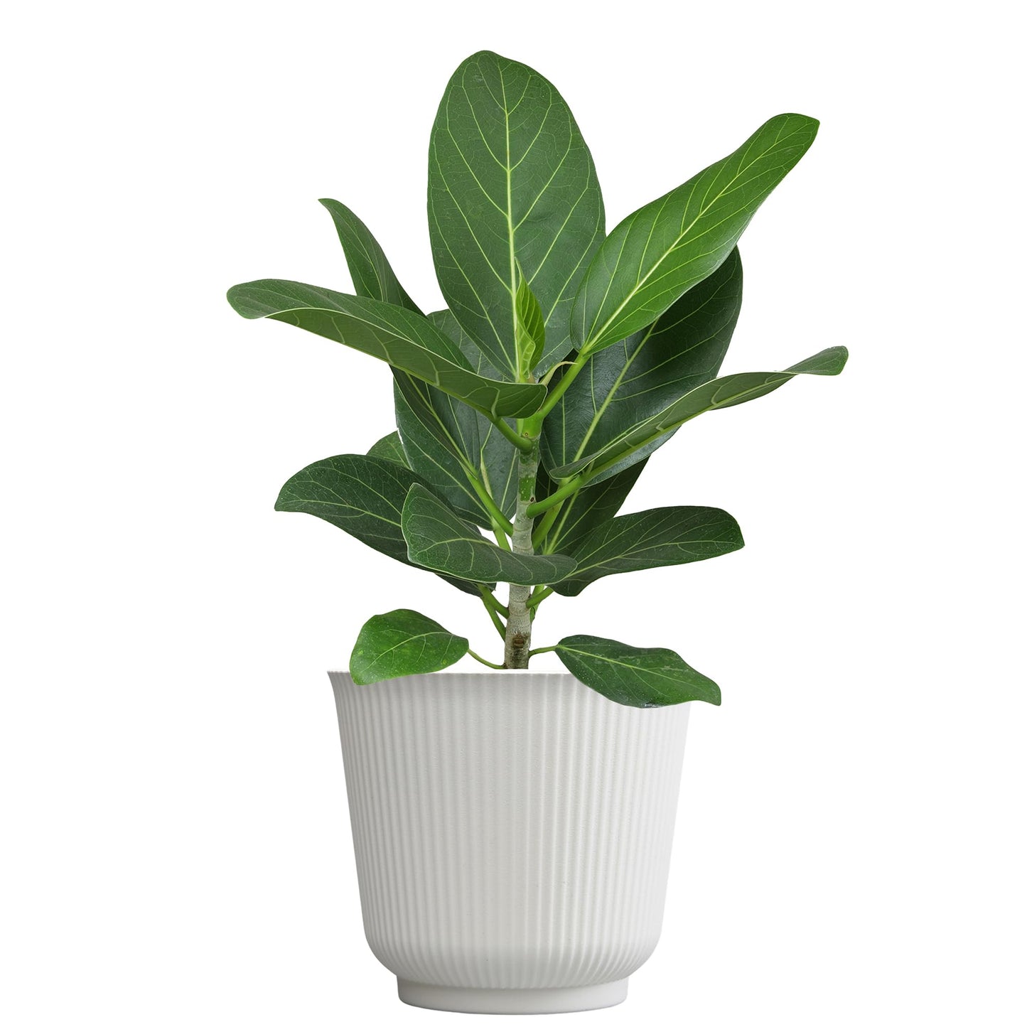 Ficus Audrey, Rubber Tree Houseplant Decor in 6" White Pot, Easy Care, Live Ficus Benghalensis, Live Botanical, Real Housplants, Decorative & Air Purifying, Great for Gifting by Plants for Pets