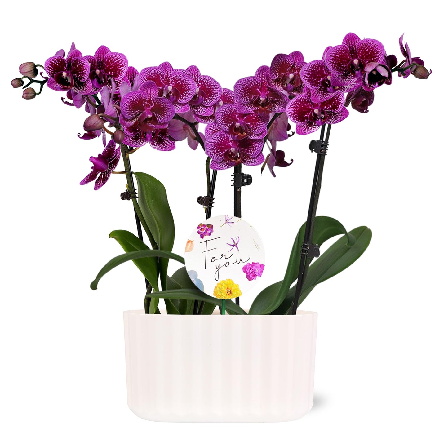 Wild Interiors Green Circle Growers 6" Double Mini Dark Purple Orchids in White Memphis Floramx Planter – Live Orchid Arrangement, Elegant Indoor Flowering Plant Gift