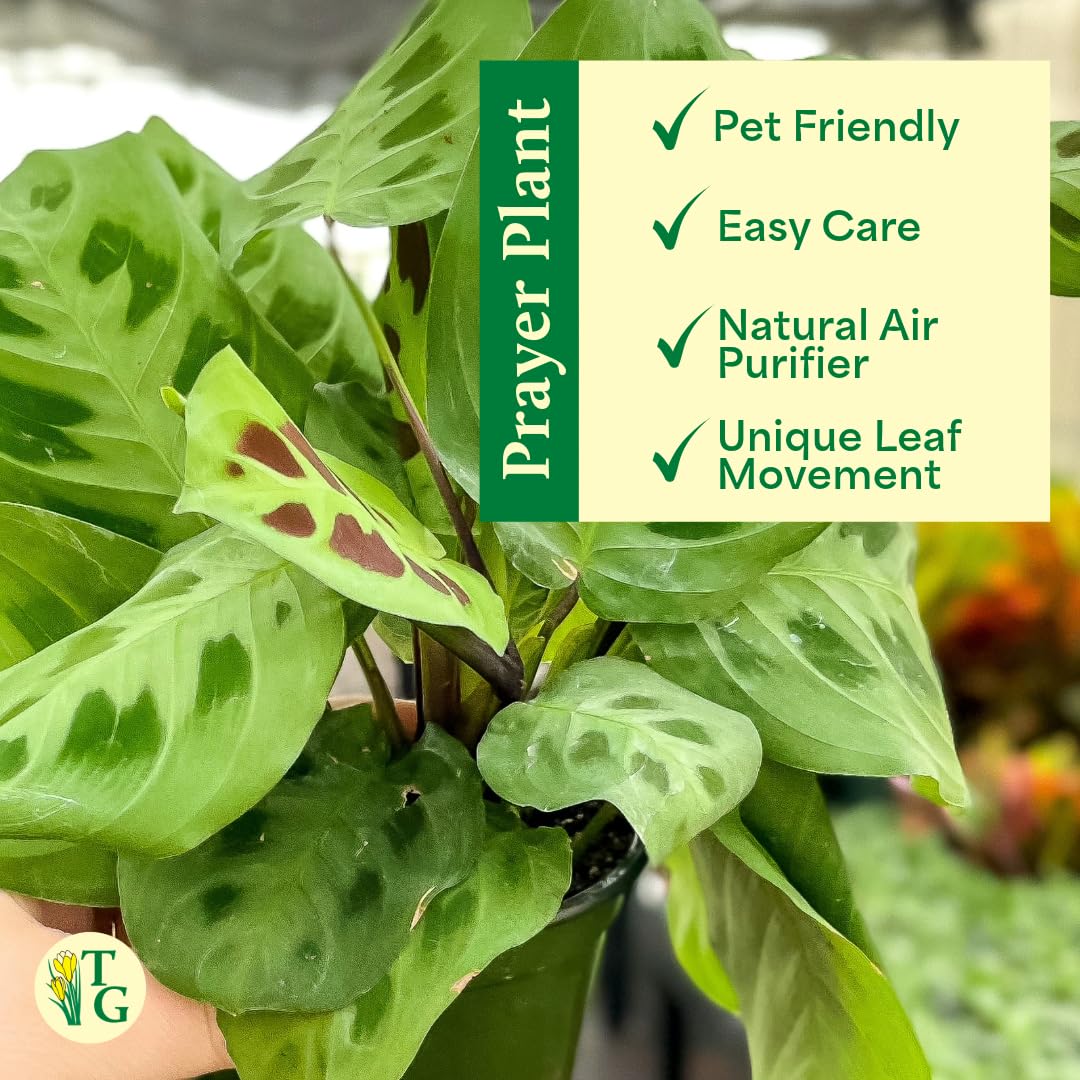 Thorsen's Greenhouse Green Prayer Plant, Live Indoor Plant, Pet Friendly, Uncommon Houseplant, Green Maranta, Easy to Grow, 4" Diameter Pot (Nursery Pot)