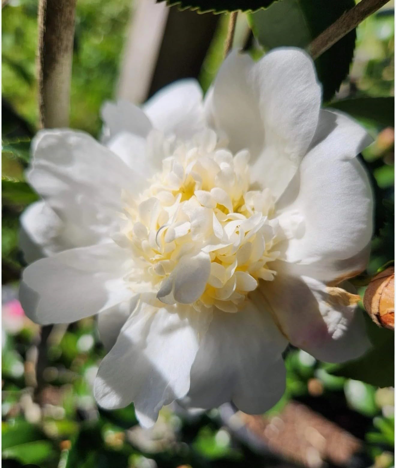 Live Plant - Winter’S Snowmancamellia Japonica-Live Starter Plant