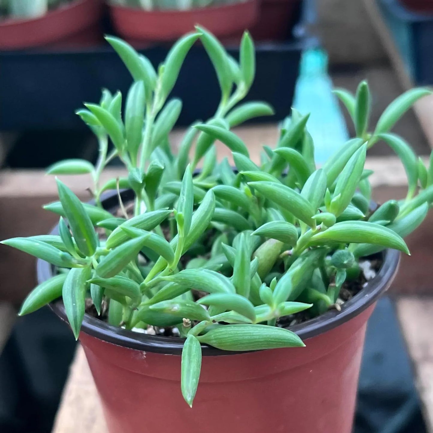 String of Bananas Live Plant | String Succulents House Plants | Houseplants Succulent Cuttings Indoor Gifts | Outdoor Garden Seeds Pearls (Heat Pack Included)