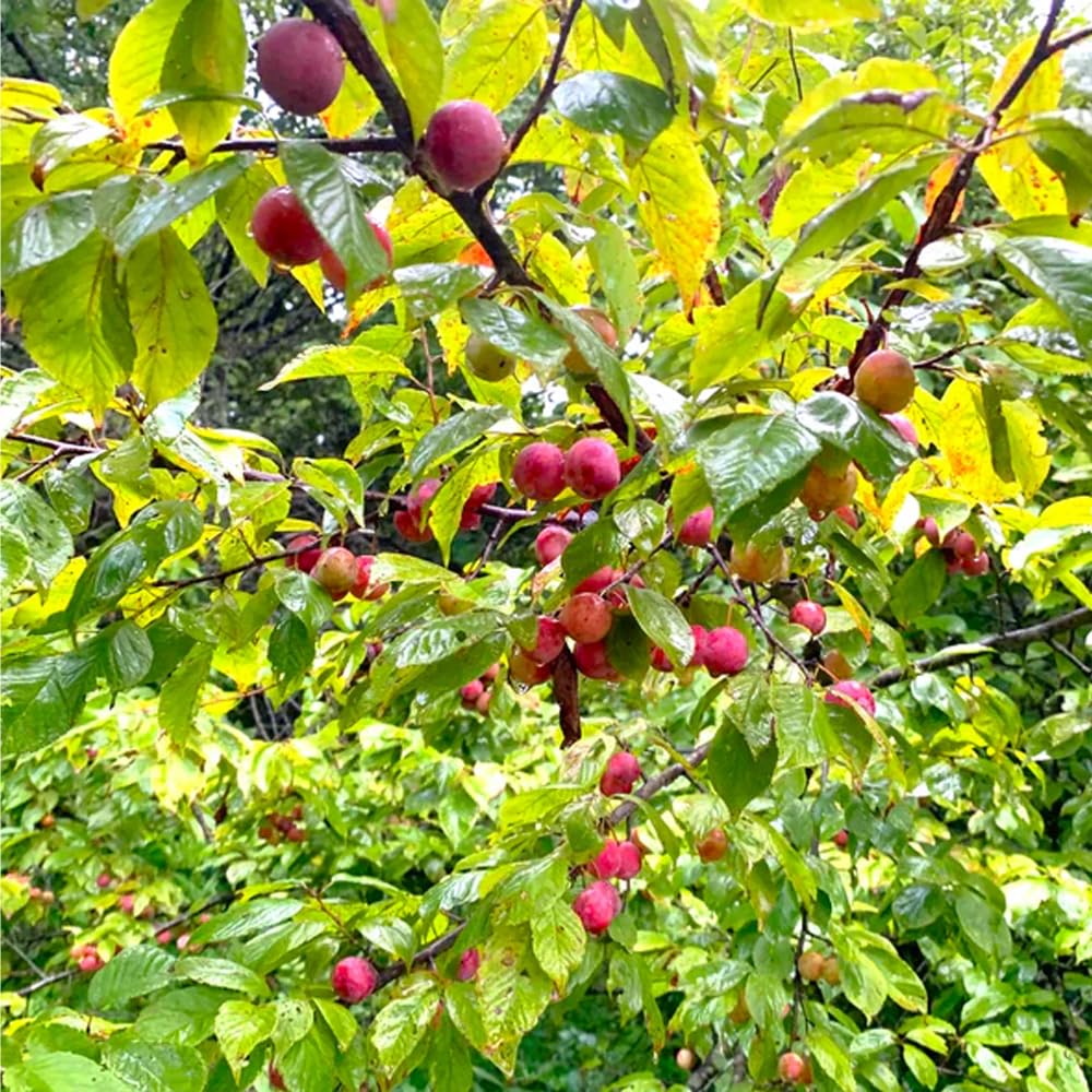 Mixrug 10+ Wild Plum Trees Fruit Seeds for Planting Outdoor-Perennial Native Prunus Seeds Americana Non-GMO Heirloom Fruit Trees Seed for Home Outdoor Garden