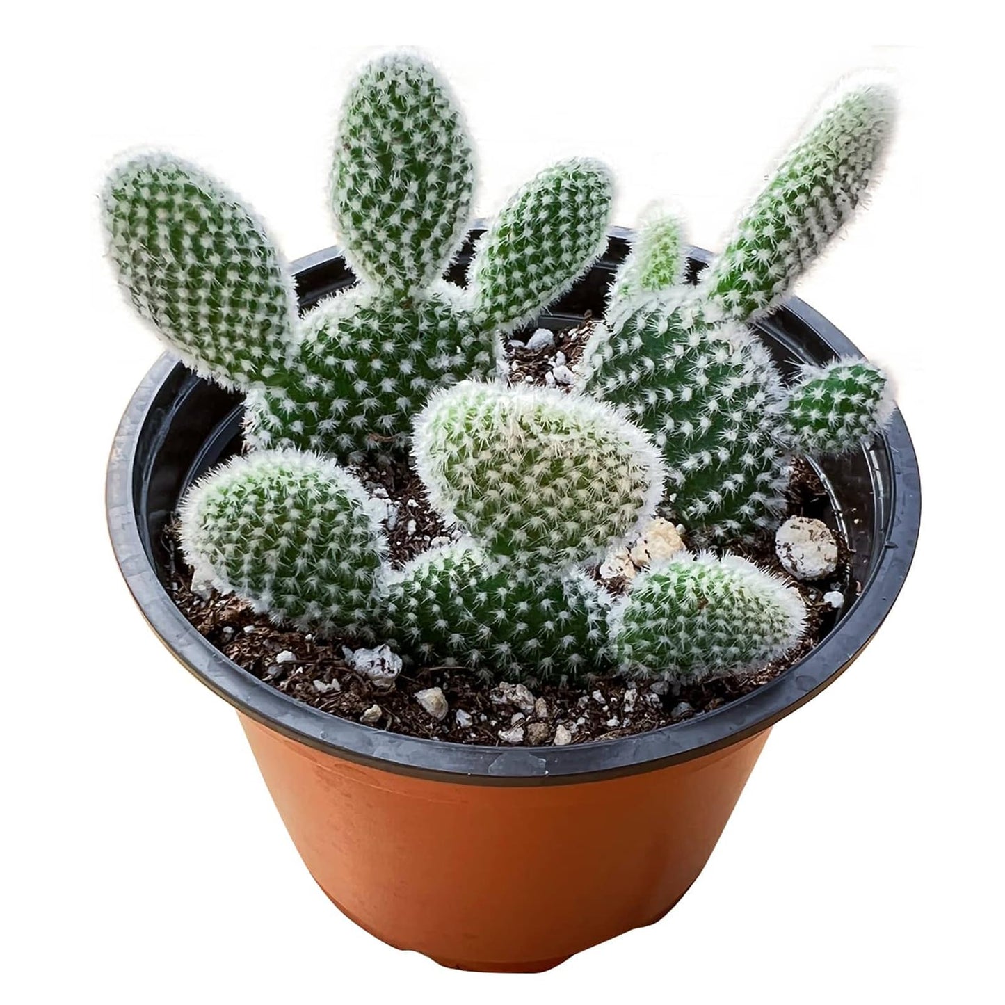 Live Succulents 'Bunny Ear Cactus' (4-inch), Succulent Plants Fully Rooted in Pots with Soil, Easy-Care House Plant for DIY, Home Office Decor, Wedding Party Favor