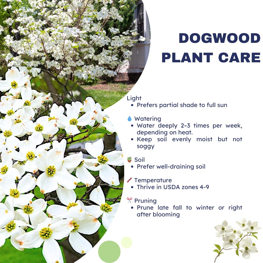 White Dogwood Tree Live Plant, 8-14 Inc Height, in Quart Pot, Flowering Ornamental Tree for Planting Home Garden