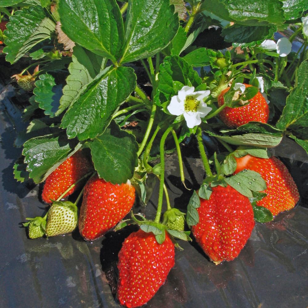 25 Strawberry Bare Roots, Strawberry Plant Live, 5 to 7 Inc Tall, Fruit Garden Indoor Outdoor, Easy to Plant