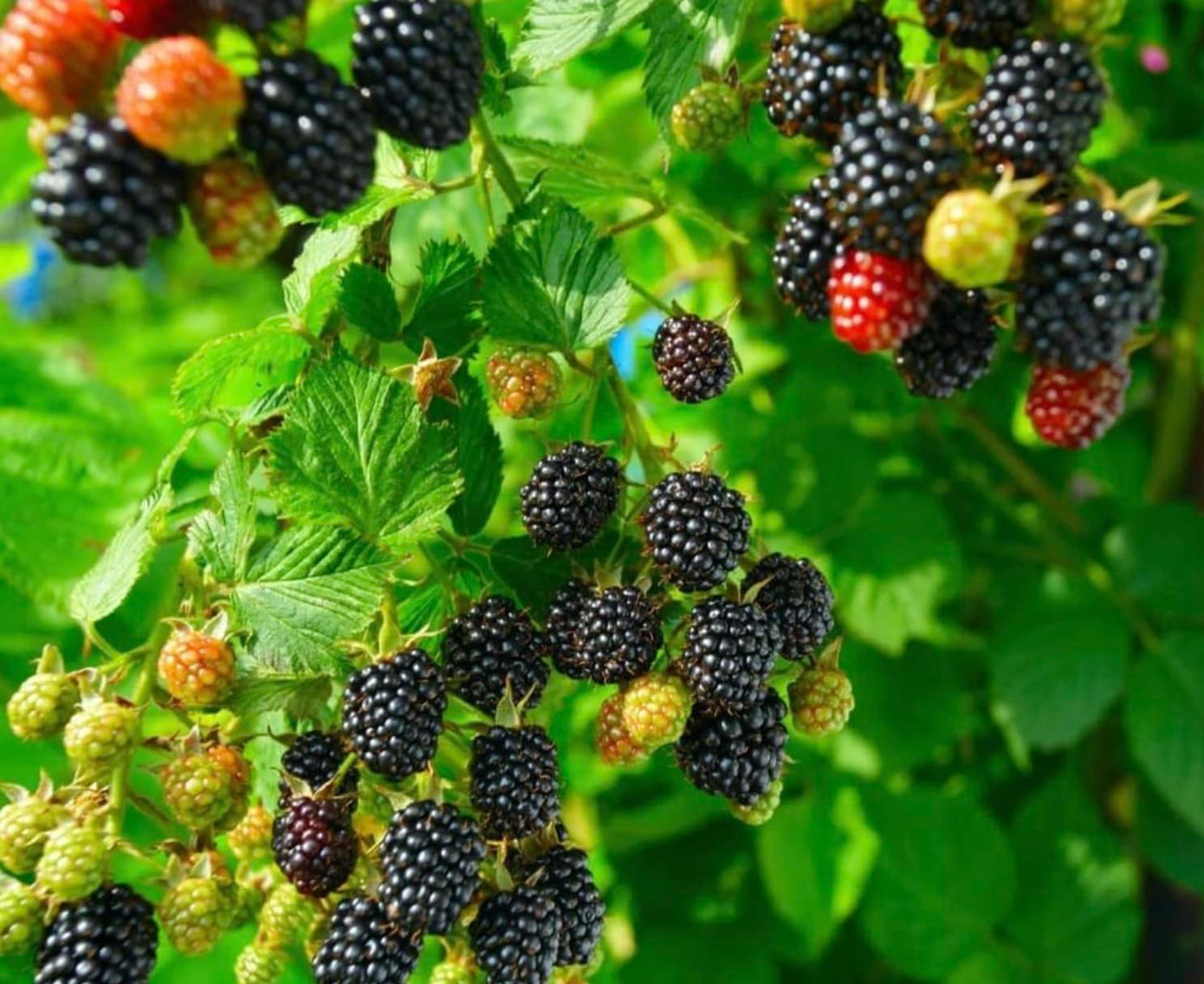 Arapaho BlackBerry Plants - Pack of 2 (Two) - Rare Thornless Black Berry Plants for Planting - 4-6 inch Starter Plants - Fruit Tree Live Plant