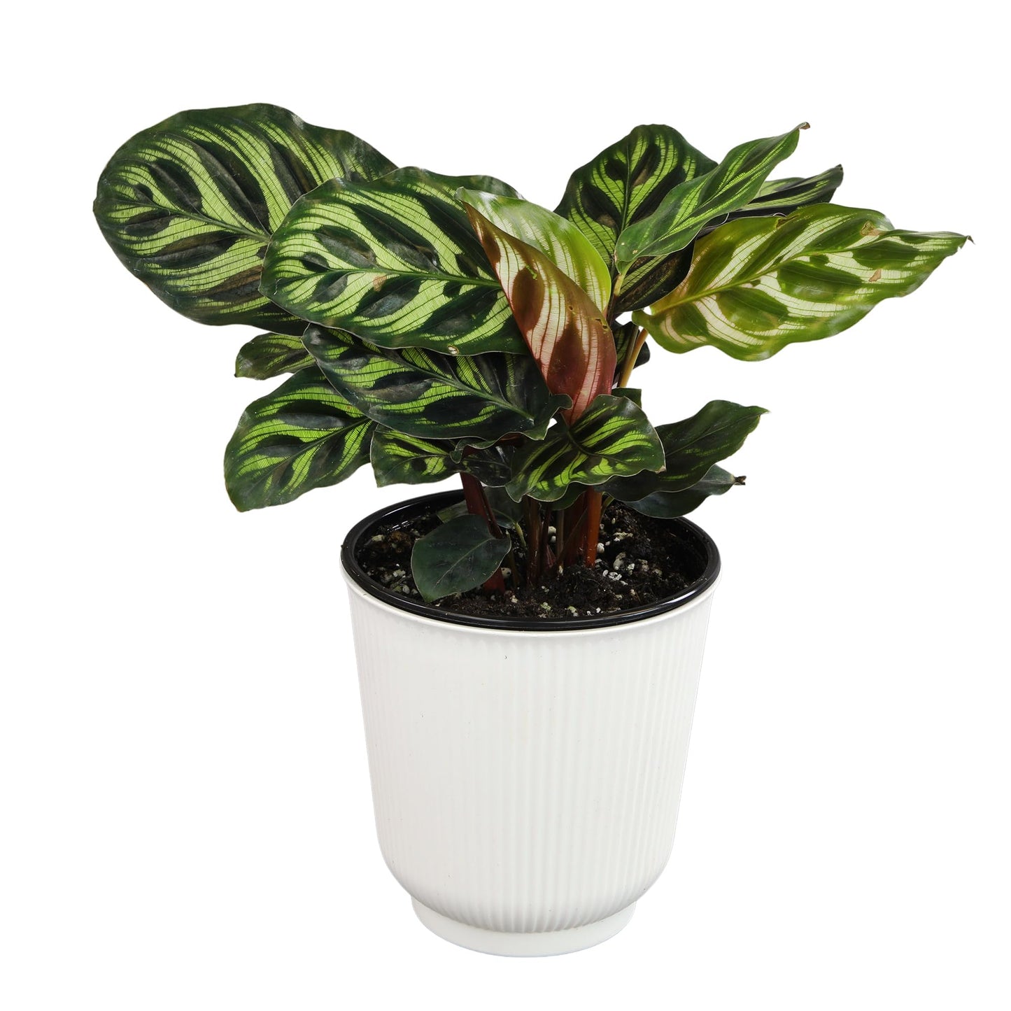 Altman Plants Calathea Live Plant Decor, Makoyana Prayer Plant in 4 Inch White Plastic Plant Pot, Easy Plant Gift, Pet Friendly Plants, Unique Desk Plant, House Plant in Indoor Plant Potting Soil Mix