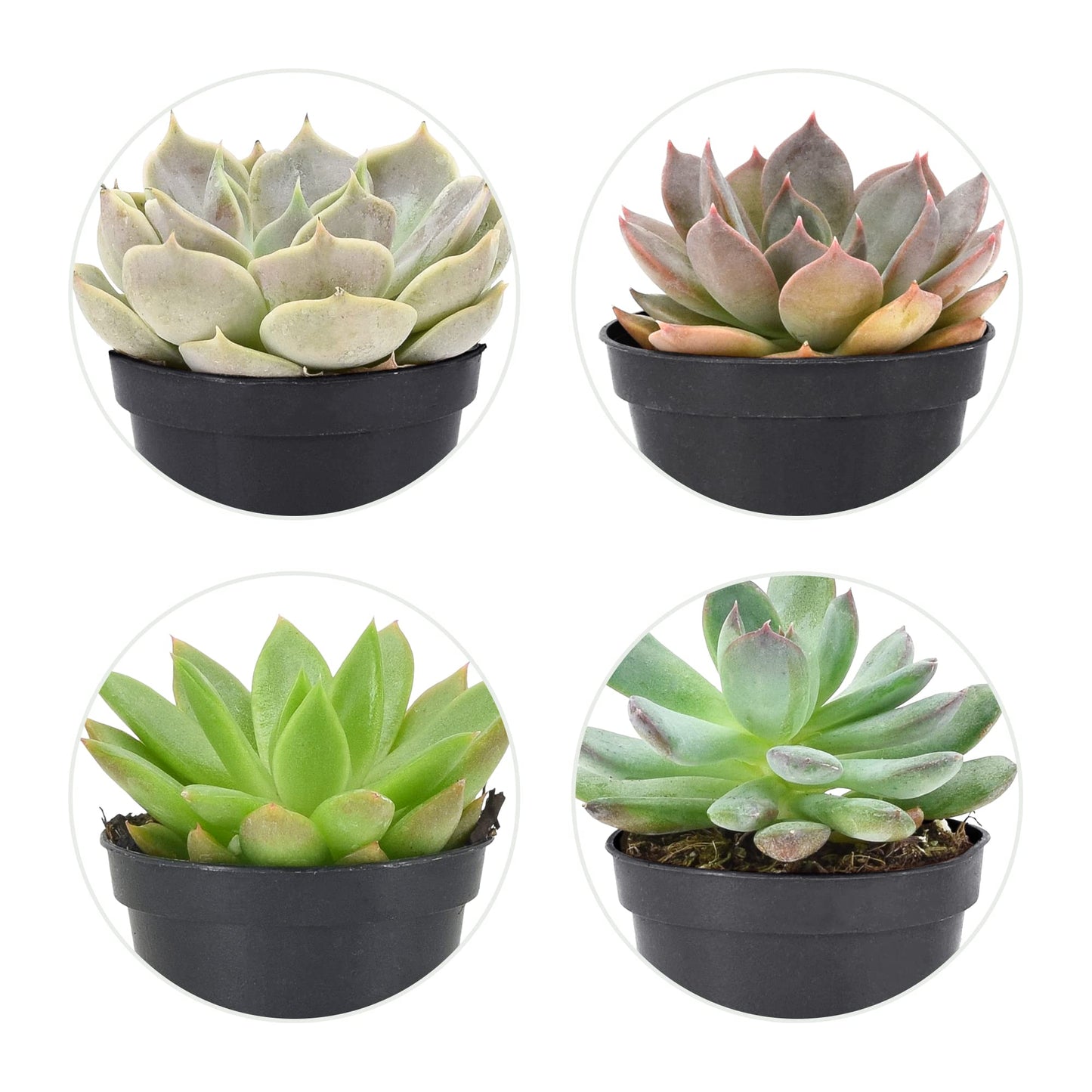 Arcadia Garden Products Live Assorted Mini Succulents in 2 in. Grower Pot, 12-Pack, Green (LV66) ***Cannot Ship to Hawaii***