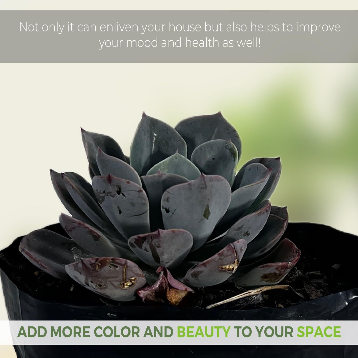 LEAL PLANTS ECUADOR Echeveria Orion (Pack of 2)| Echeveria Succulent Purple Pearl |Natural Décor Plant | Echeveria lilacina x E. pulidonis Evergreen Live Indoor Plant