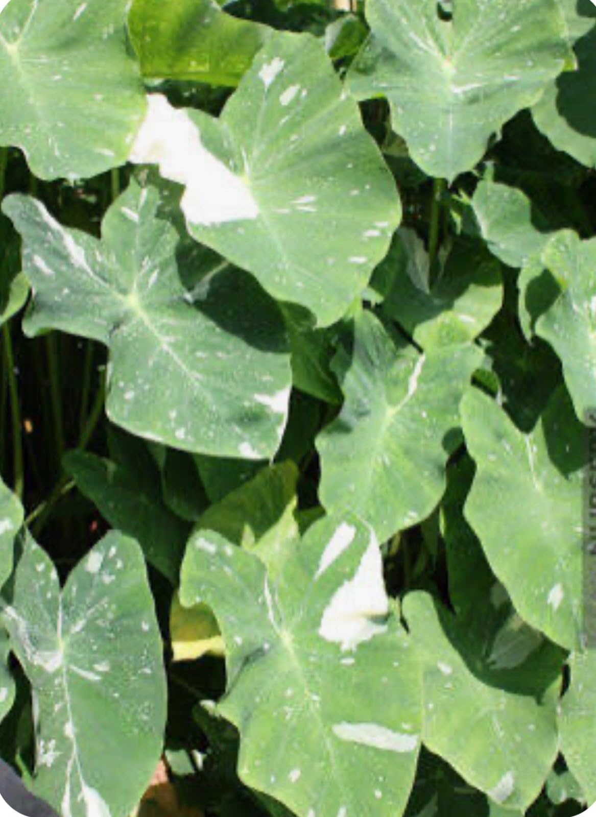 Live Plant - Colocasia esculenta- Elephant Ear - Small Rooted Starter Plant