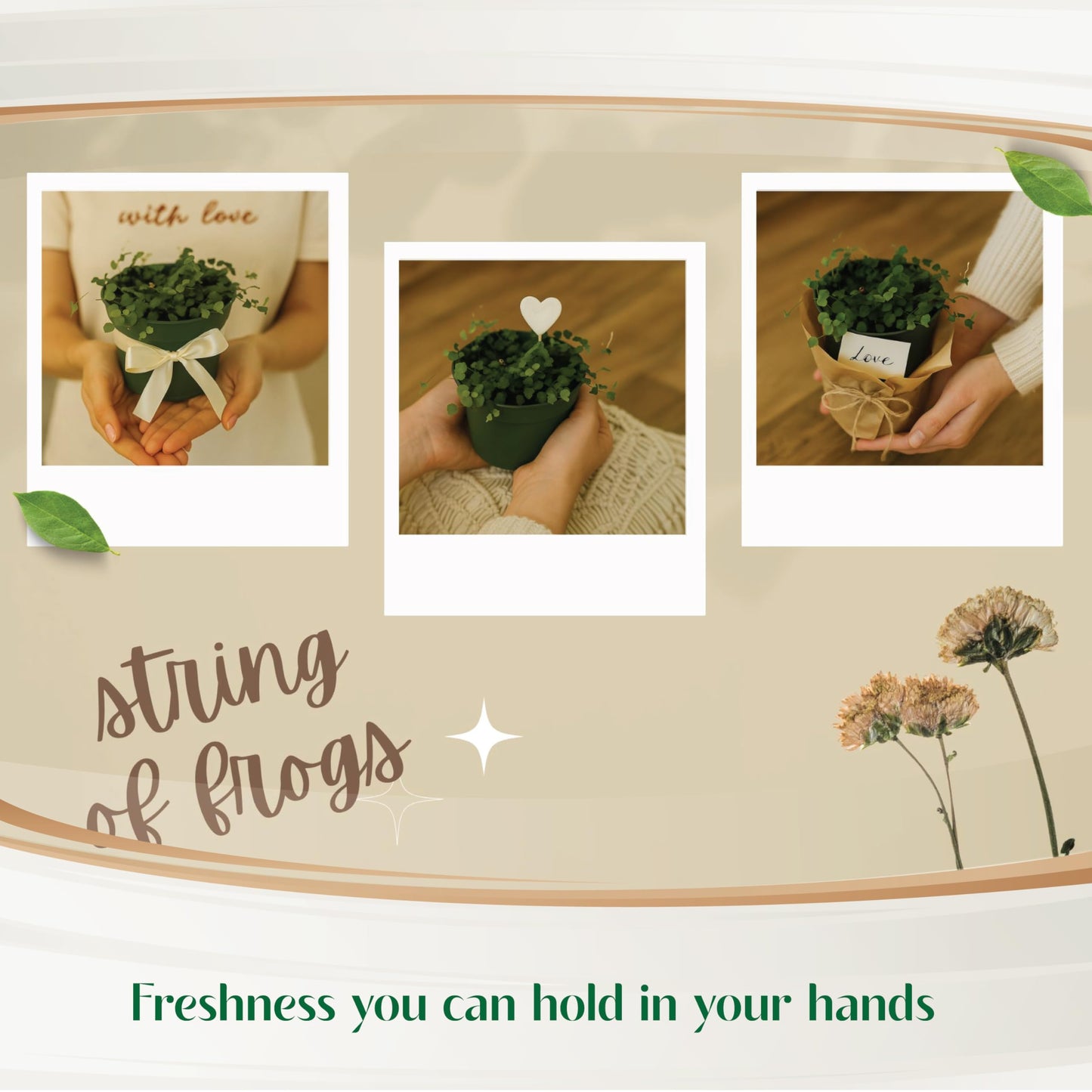 Live Plant String of Frogs 4" - Live Trailing Succulent Fully Rooted in Pot with Soil Mix - Rare House Plant for Home Office Wedding Hanging Decoration, DIY Projects, Party Favor(Heat Pack Included)