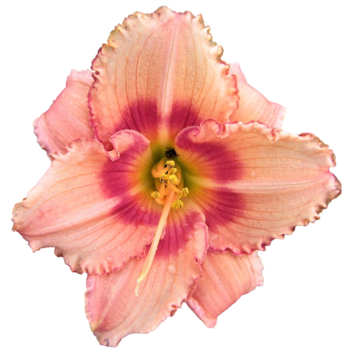 Easy to Grow Daylily 'Strawberry Candy' Plant Divisions (3 Pack) - Beautiful Pink Flowering Blooms in Spring to Summer Gardens